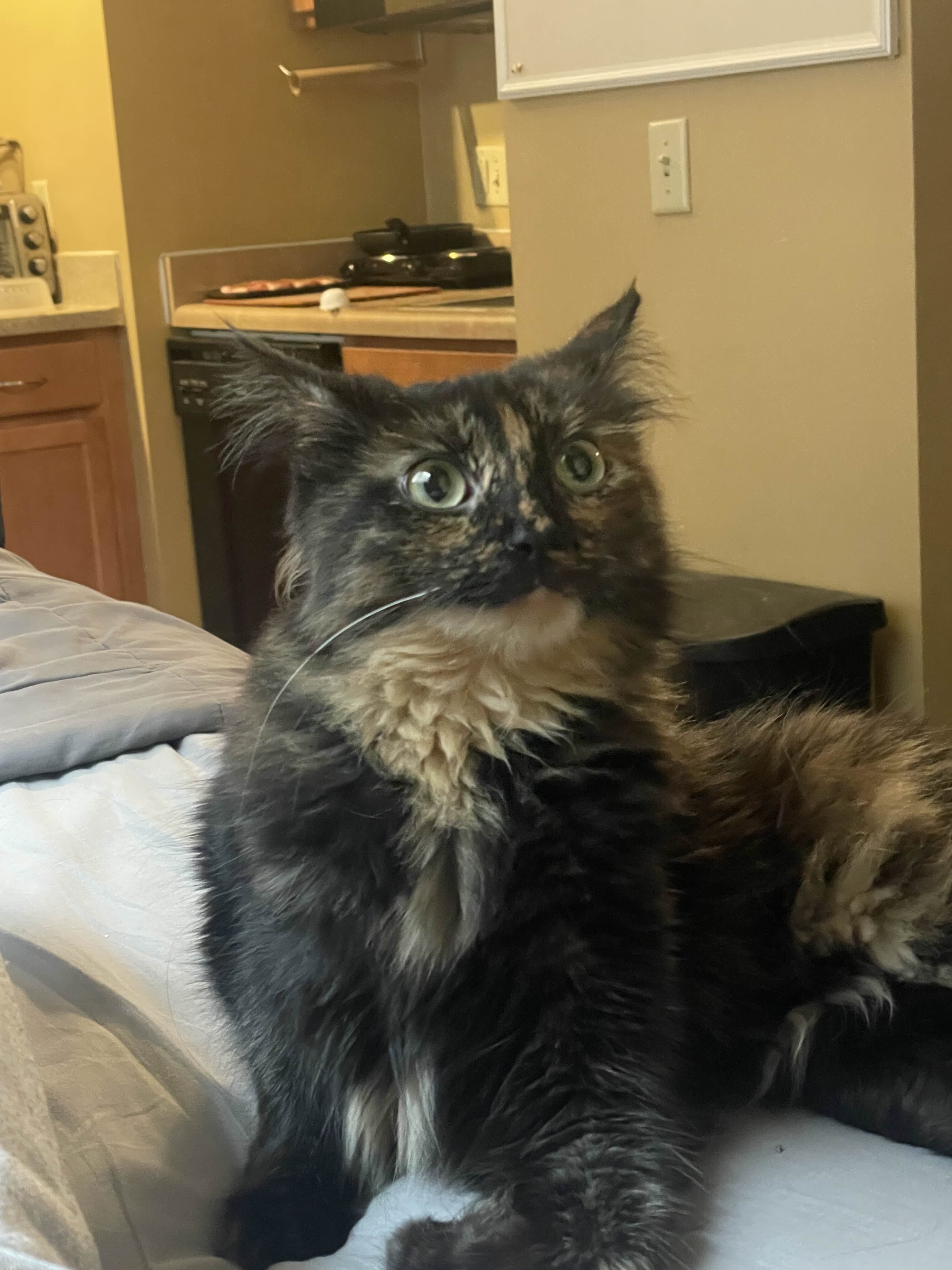 My Cat